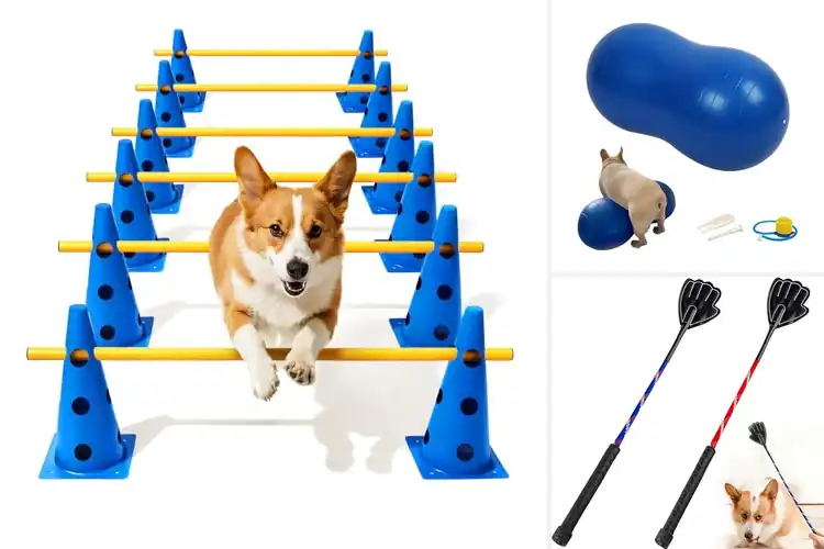 Detailed view of Best Dog Exercise Tools